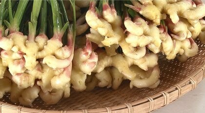 亡き父の志を受け継ぎ…特産“出西しょうが”作り　異常気象にも負けず初めての収穫「なんとかここまで来れた」【島根発】