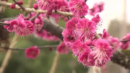 高岡古城公園で梅の花が満開　可憐な赤や白の花が来園者を楽しませる