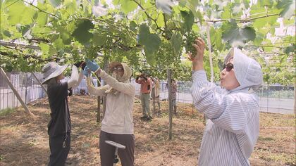 6月から義務化され罰則も…暑さと闘う職場で『熱中症対策』の強化進む 5月半ばでもハウス内は“蒸し風呂状態”