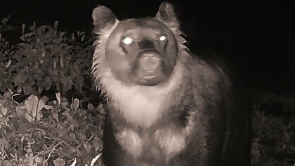 【専門家警鐘】住宅地に人慣れクマ続出は重大事故の前兆？家庭菜園食い荒らす被害が8月だけでも約20件『逃げないヒグマ』に住民困惑＿専門家「人が作った食べ物は魅力的すぎる」