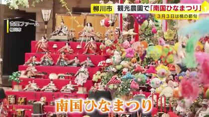 柳川市の観光農園で「南国ひなまつり」　ひな人形とブーゲンビリアを一緒に　3月31日まで　福岡