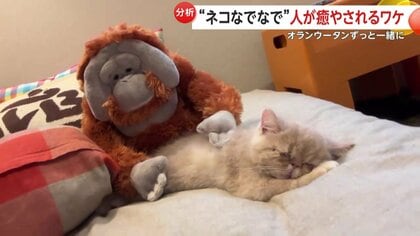 オランウータンに“子守”されスヤスヤ眠る子猫「気持ちよさそうすぎるw」SNSで癒される人続出！実は「猫と同じ気持ちになっている」？
