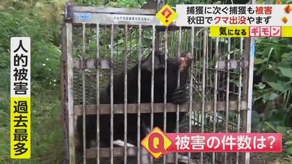 人的被害“過去最多”　秋田でクマの出没相次ぐ　新たに親子グマ捕獲　子供たちは警察に見守られて登校