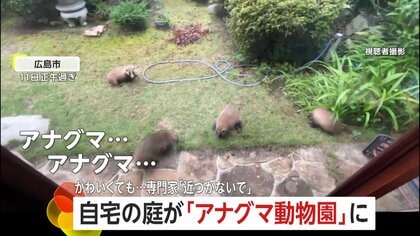 【衝撃】庭にアナグマ家族”5匹も出現！まるで動物園状態に　かわいいけど危険…専門家「近づかないで」　広島市