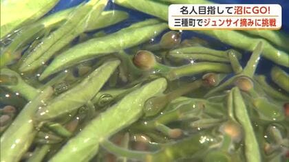 ぷるんぷるんの「ジュンサイ」　生産量全国一の三種町で収穫最盛期　摘み取り体験はいかが　秋田