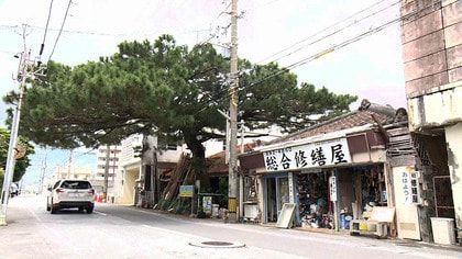 宜野湾市普天間の名物の大きな松の木　街の再開発が進む中で行方はどうなる？地域の人が関心