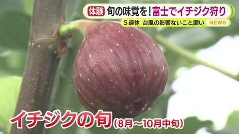 台風の影響ないことを願い　旬の味覚の収穫体験を！シャインマスカットやイチジクのブドウ狩り