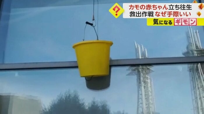 ヒナたちを乗せたバケツ
