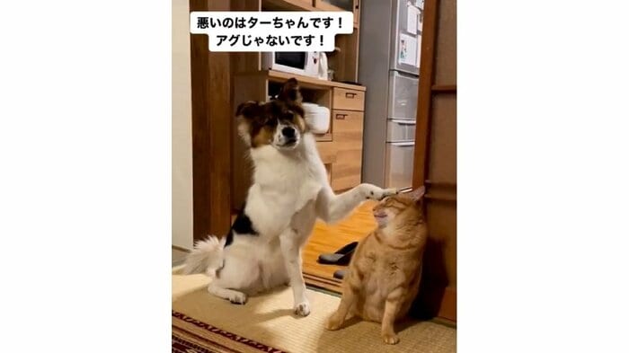 「悪いのはターちゃんです!」