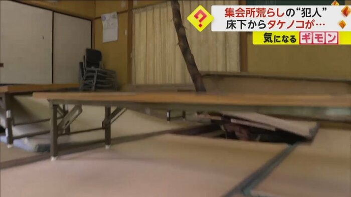 集会所の床下からタケノコが出ている