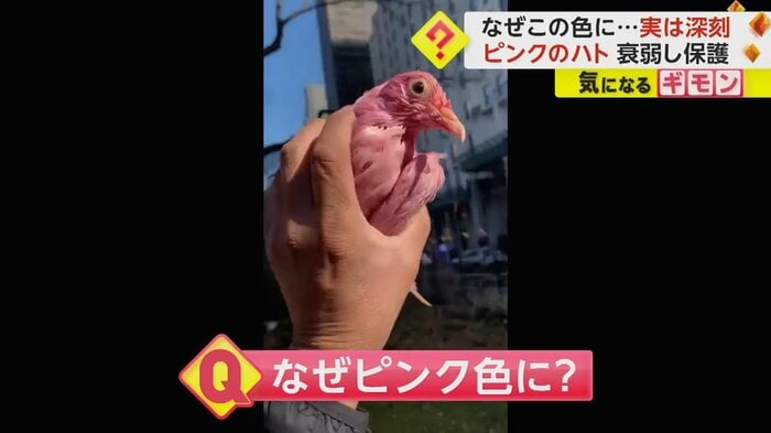 なぜピンク色に?