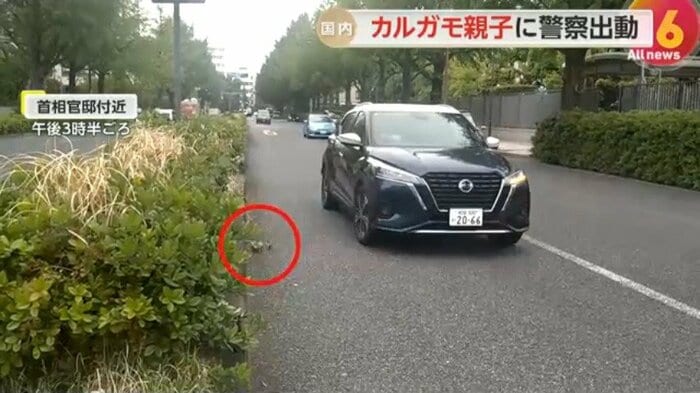 道路を渡ろうとするカルガモ親子