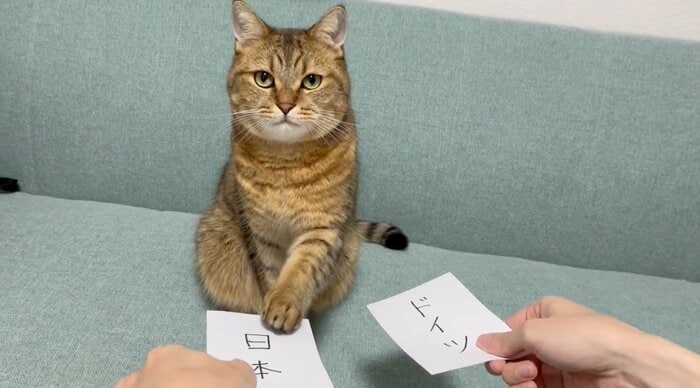 ドイツ戦で日本の勝利を“予言”(提供:みにら日記-MiniraDiary-さん)