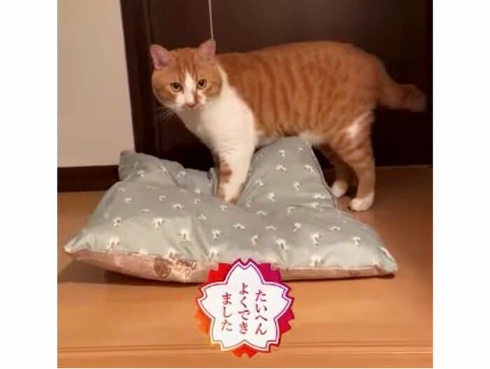 提供:赤瀬川和寿さん