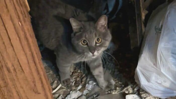 住宅で「多頭飼育」 提供:長野市保健所