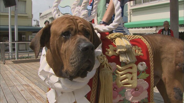 「土佐闘犬」と呼ばれる闘犬用の大型犬