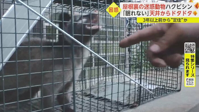 少し指を近づけただけで、かみつこうと威嚇 「結構凶暴ですよ」と動物駆除業者・神原さん