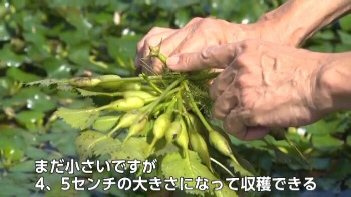 ヒシの実
