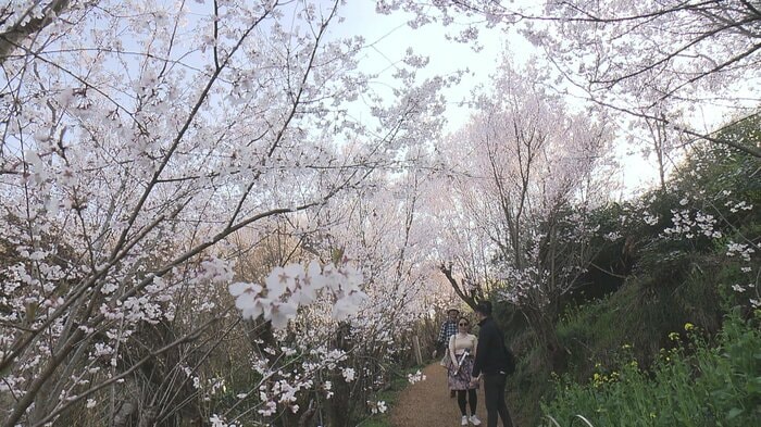 桜のトンネル