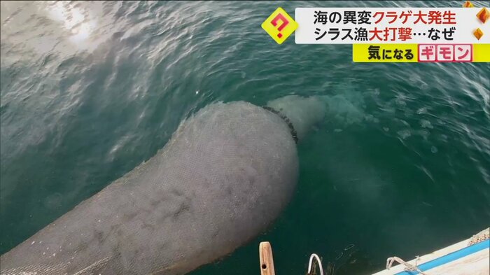 クラゲで網がパンパンになっている