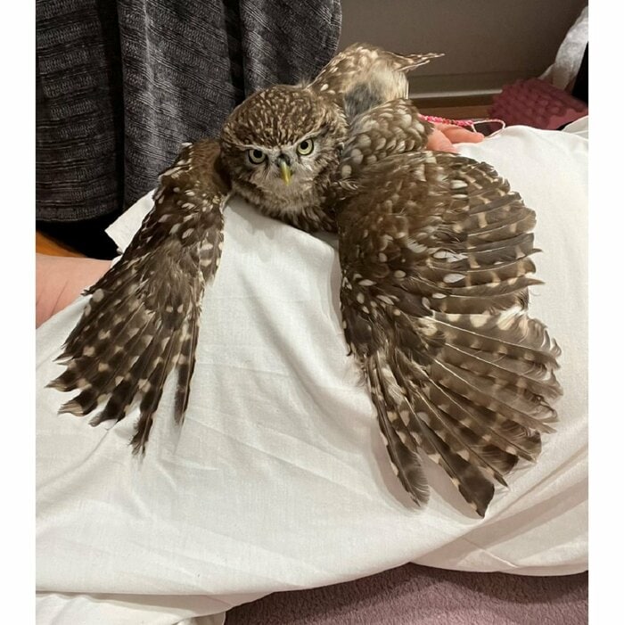 飼い主さんの上に乗ってキメ顔をするふくちゃん