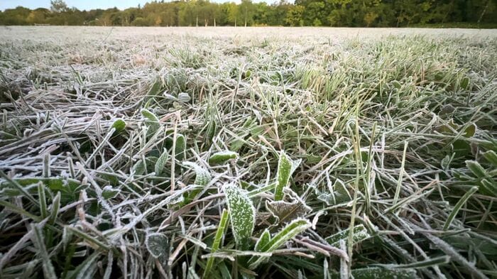 全国初の氷点下で草木に霜が