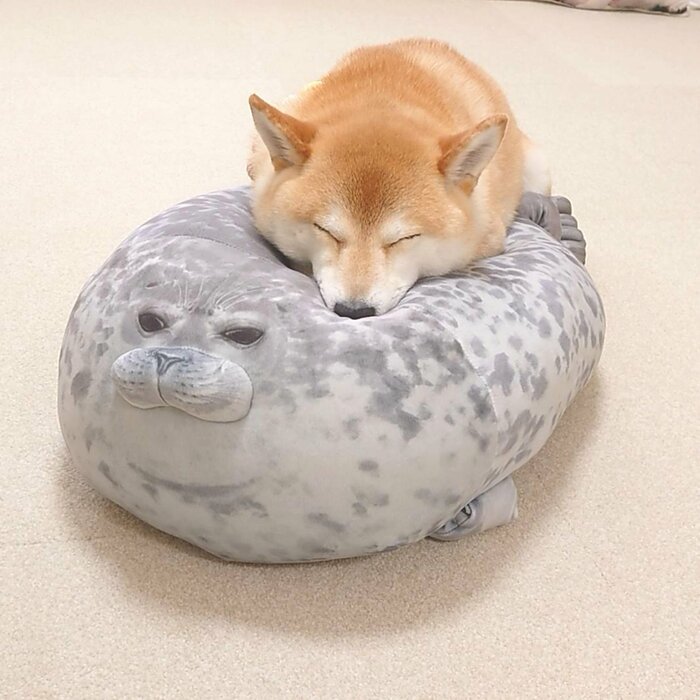 ワモンアザラシクッションの上で休む「チャーミー」ちゃん