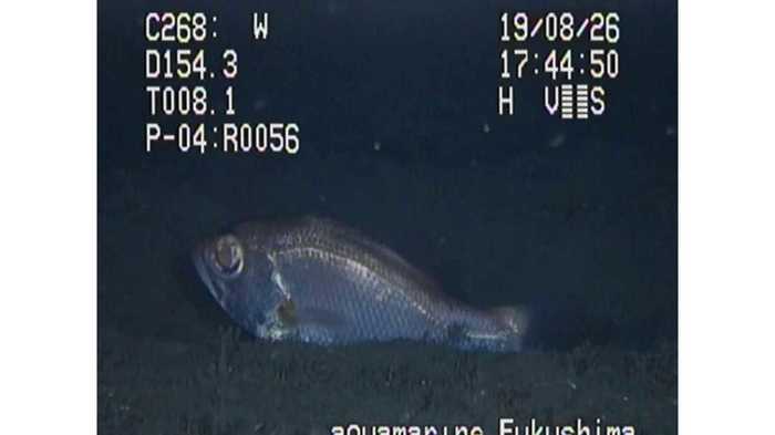 日本初!高級魚「のどぐろ」が海底を泳ぐ姿を撮影成功…どれだけすごいことなのか聞いてみた