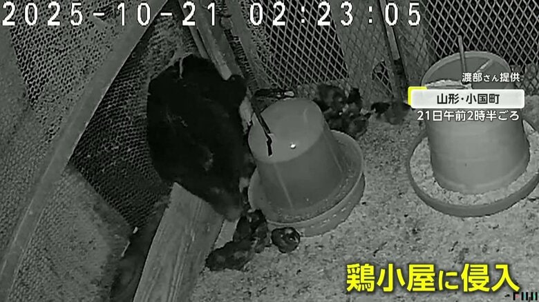 遭遇したら「クラクション鳴らさないで」各地でクマ出没…山形でブランド地鶏食い荒らし 札幌では初の緊急銃猟で駆除 登山道閉鎖に“紅葉スポット”にも影響|FNNプライムオンライン