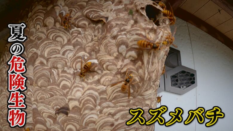 危険！猛暑で活発化するスズメバチ　カメラを攻撃…常に危険と隣り合わせの駆除現場　梅雨明けから秋にかけ巣が巨大化｜FNNプライムオンライン