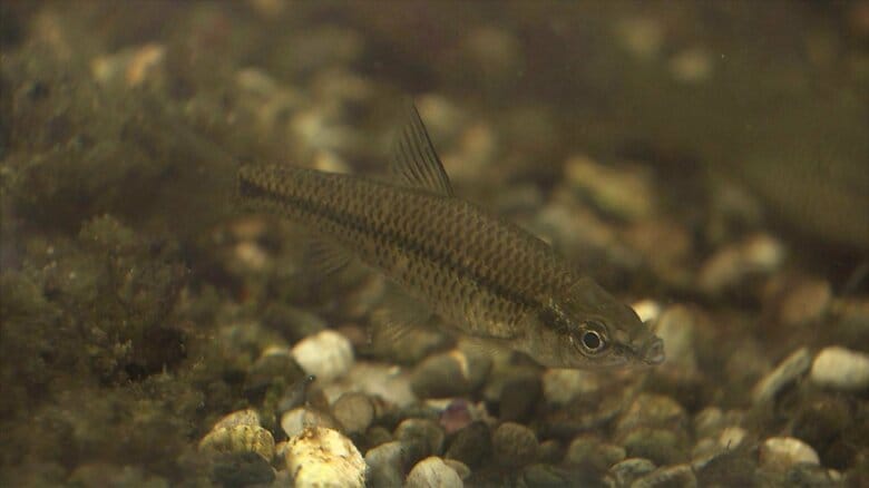 「あなた、何でいるの？」廃校プールに“国内外来種”の魚「モツゴ」が繁殖　人が持ち込んだ？水源から？深まる謎　雑食で繁殖力が高く生態系を脅かす「オタマジャクシが食べられてカエルが育たなくなった」｜FNNプライムオンライン