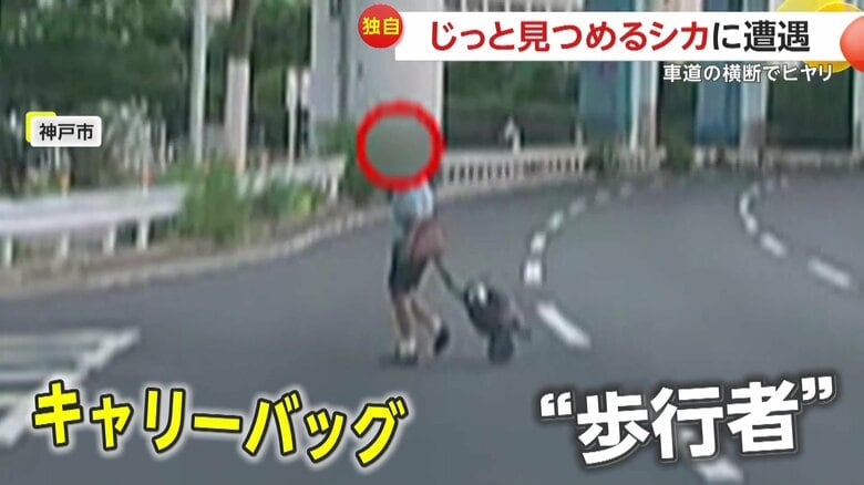 【独自】「あぶね…あぶねー！」車道に思わぬ横断者！トボトボと片側3車線の大通り渡る高齢男性、道路の真ん中でじっと車を見つめるシカも｜FNNプライムオンライン