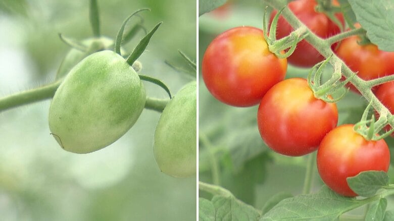 「ちょっと今年は異常」記録的猛暑と“短い梅雨”で野菜価格がピンチ　直射日光でトマトにダメージ…出荷断念も　レタスやリンゴにも“異変”｜FNNプライムオンライン