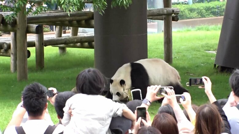 “生パンダ”見納めに多くのファンで4時間待ち　6月に中国へ返還…26日から検疫のためガラス越しの公開に　和歌山・白浜町アドベンチャーワールド｜FNNプライムオンライン