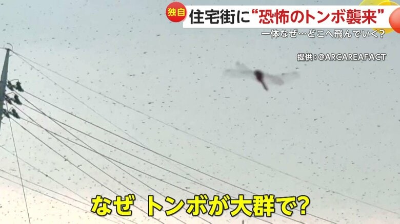 【独自】「うわーやばい気持ち悪い」住宅街に“恐怖のトンボ襲来”　空を覆い尽くす異様な黒いツブ…気流で流され合流か　福島・郡山市｜FNNプライムオンライン