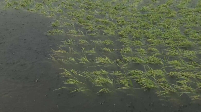 【台風10号】田んぼ水没…品薄続く米の収穫に影響「時間は倍くらいかかる」大根、ジャガイモ、ピーマン、ほうれん草も更に値上げ｜FNNプライムオンライン