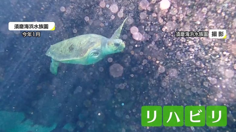 須磨海浜水族園でのリハビリ(2021年1月・神戸市)