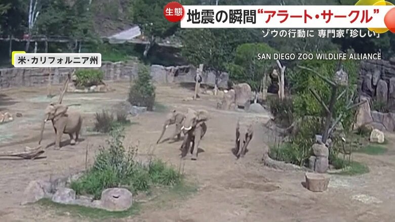 揺れを感じて走り回る5頭のゾウ