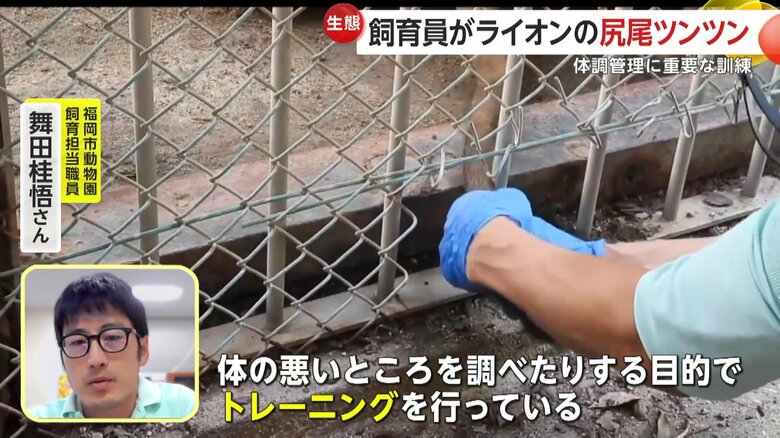 「体の悪いところを調べたりする目的でトレーニングを行っている」という飼育担当職員の舞田桂悟さん