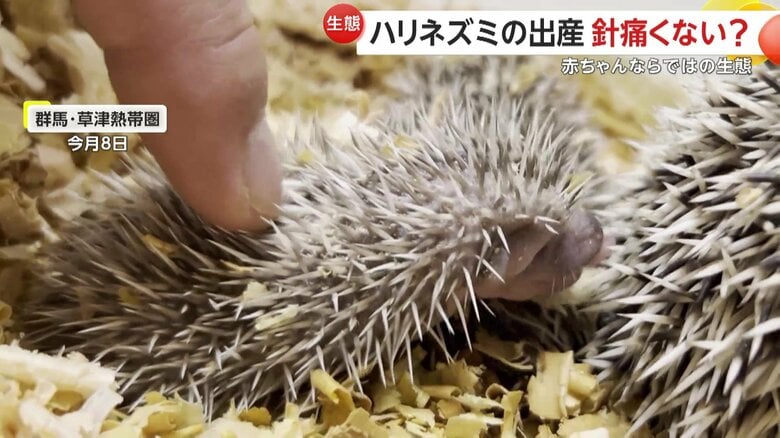 針が立派になりつつある赤ちゃんの背中（提供：草津熱帯園）