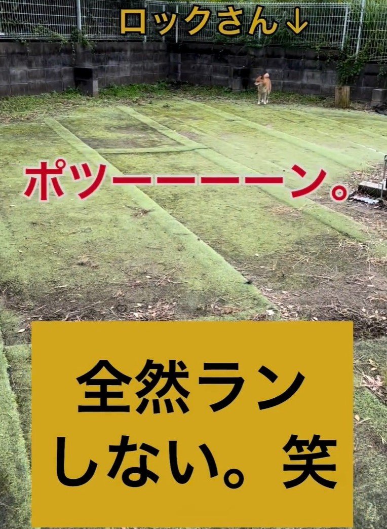 ドッグランでランしない