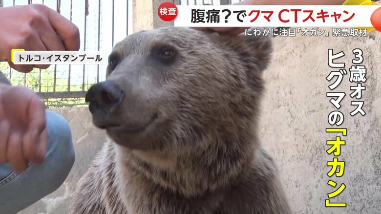 とてもおとなしいオスのヒグマ「オカン（3）」