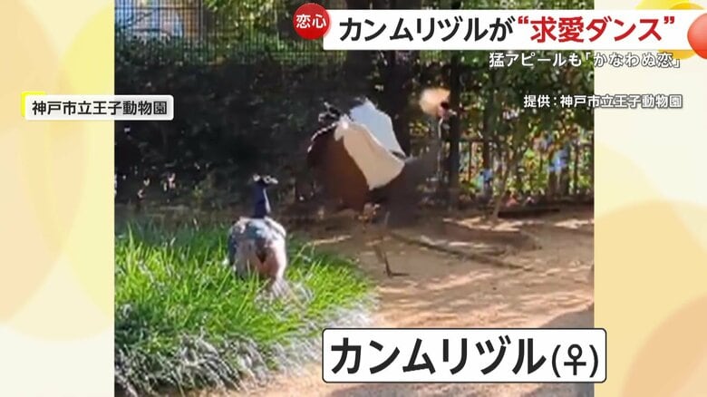 求愛行動の時にみられる動きだという飼育員