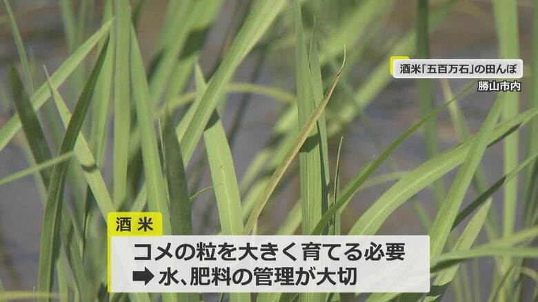 水管理や肥料に手間がかかる酒米