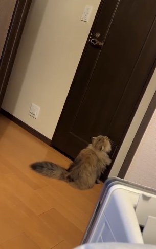 開けようと頑張っている（提供：ひなたさん）