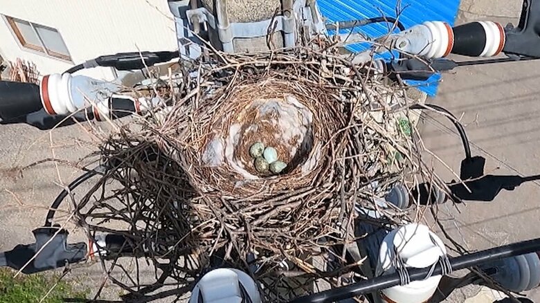 電柱に作られたカラスの巣