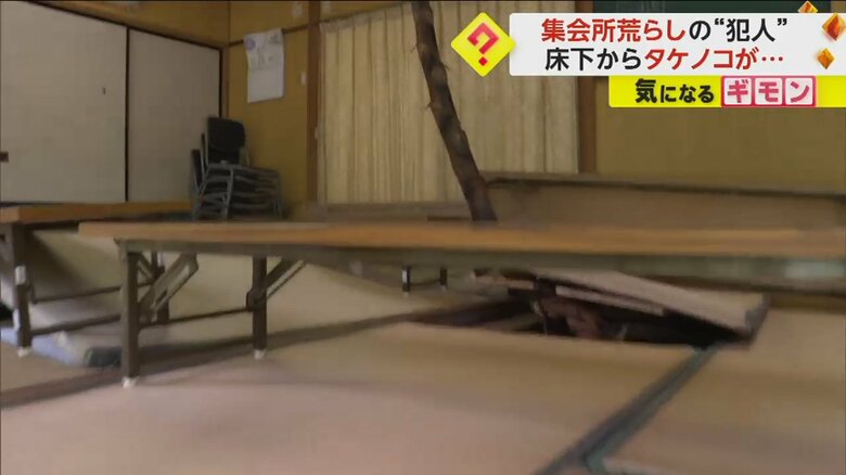 集会所の床下からタケノコが出ている