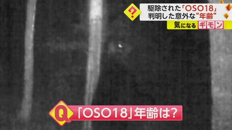 OSO18の年齢は、30代から50代と意外と若かった