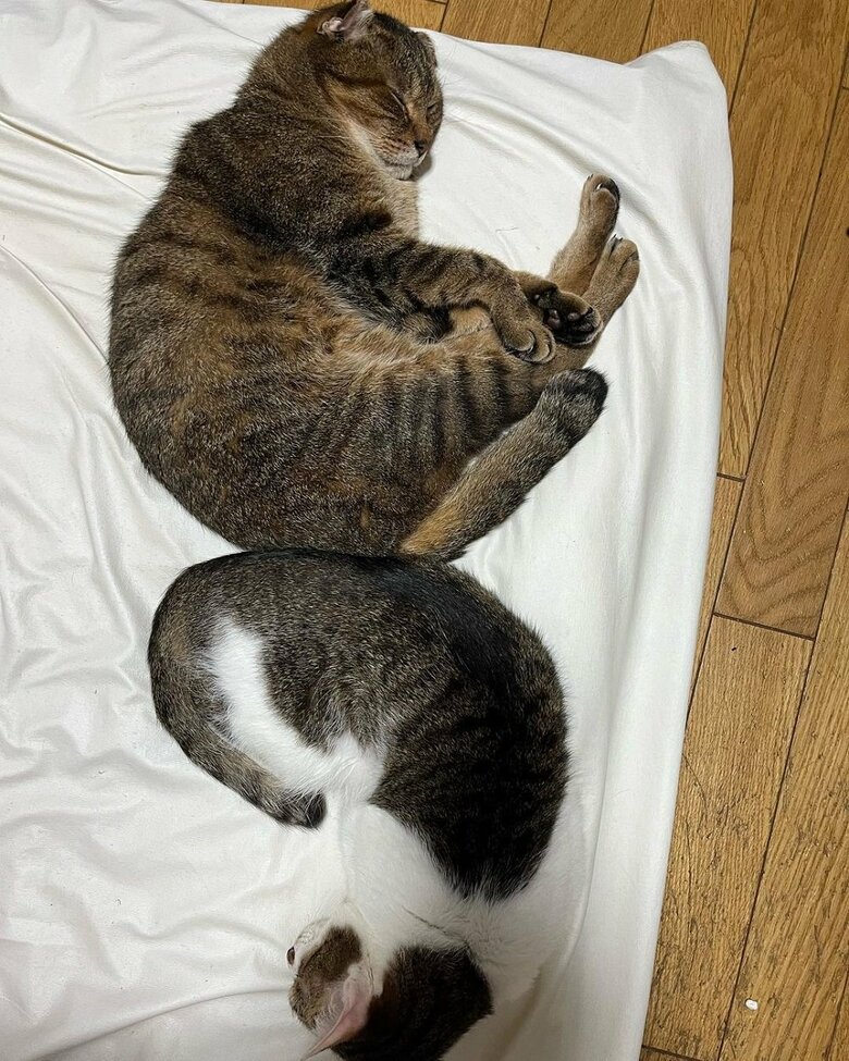 おしりをくっつけて寝る仲良しな2匹