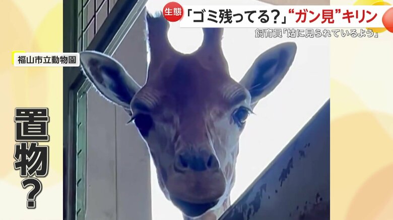 置物かのように微動だにしないキリン（映像提供：福山市立動物園）